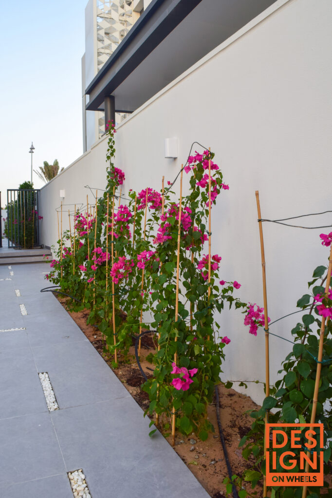 Climbing pink flowers on bamboo stakes set against a white wall in a modern landscape design by Design on Wheels.